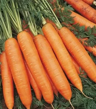 Семена моркови Бангор F1, п.е. 500 тыс. семян, 2,2-2,4 калибр (Bejo)