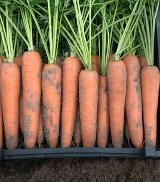 Семена моркови Берлин F1, п.е. 500 тыс. семян, 1,8-2,0 калибр (Bejo)