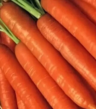 Семена моркови Брилианс F1, п.е. 100 тыс. семян, 1,6-1,8 калибр (Nunhems)