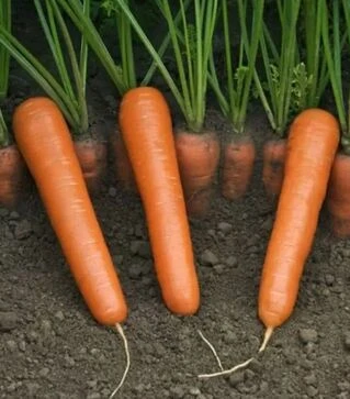 Семена моркови Дейлянс F1, п.е. 100 тыс. семян, 1,8-2,0 калибр (Nunhems)