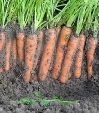 Семена моркови Карибу F1, п.е. 200 тыс. семян, 1,8-2,0 калибр (Seminis)