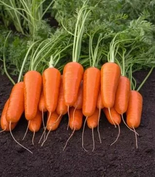 Семена моркови Каспи F1, п.е. 100 тыс. семян, 2,2–2,4 калибр (Bejo)