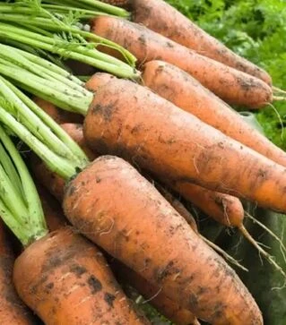 Семена моркови Кордоба F1, п.е. 500 тыс. семян, 1,4–1,6 калибр (Bejo)