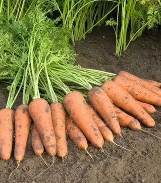 Насіння моркви Купар F1, п.о. 500 тис. насінин, 2,2–2,4 калібр (Bejo)