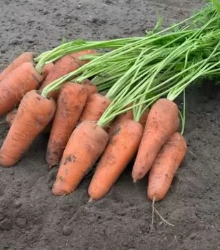 Семена моркови Курасао F1, п.е. 500 тыс. семян, 1,4–1,6 калибр (Bejo)