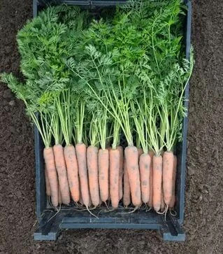 Насіння моркви Наполі F1, п.о. 500 тис. насінин, 2,0–2,2 калібр (Bejo)