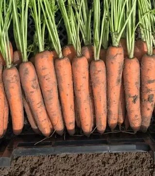 Семена моркови Нарбонне F1, п.е. 500 тыс. семян, 1,8–2,0 калибр (Bejo)