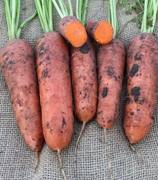 Насіння моркви Нью Курода АС, 500 г, 1,8–2,0 калібр (Asia Seed)