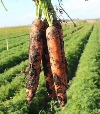 Семена моркови PL 316 F1, п.е. 25 тыс. семян (Bakker Brothers)