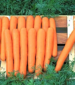 Семена моркови Маэстро F1, п.е. 100 тыс. семян (Hazera)