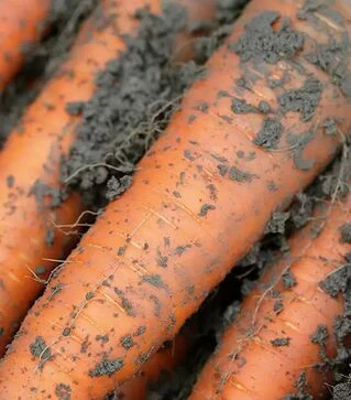 Семена моркови Каротан F1, п.е. 1000 тыс. семян (Rijk Zwaan)