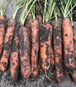 Насіння моркви Ніндзя F1, п.о. 25 тис. насінин (Spark Seeds)