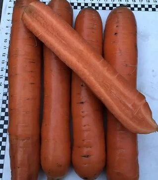 Семена моркови Ниндзя F1, п.е. 250 тыс. семян (Spark Seeds)