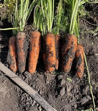 Насіння моркви Централ F1, п.о. 250 тис. насінин (Spark Seeds)