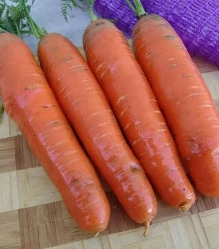 Семена моркови Фаворит, 1 кг (Moravoseed)