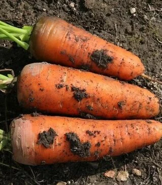 Насіння моркви Шамаре, 500 г (Semo)