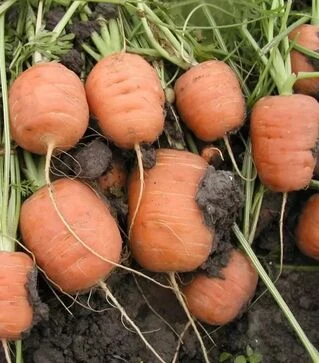 Семена моркови Рондо, 50 г (Semo)