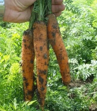 Семена моркови Йитка F1, п.е. 25 тыс. семян (Semo)