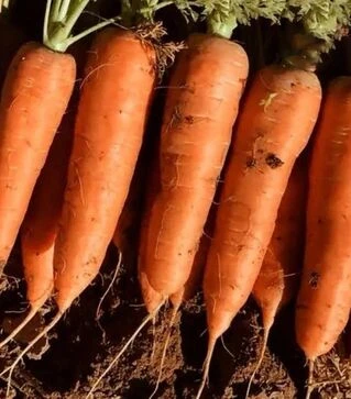 Семена моркови Керри F1, п.е. 100 тыс. семян (Innova Seeds)