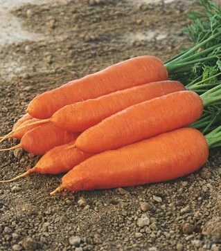 Насіння моркви Кларіс F1, п.о. 5 тис. насінин (Moravoseed)