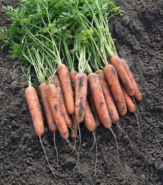 Семена моркови Беркос F1, п.е. 1000 тыс. семян (Moravoseed)