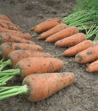 Насіння моркви Кумбре F1, п.о. 100 тис. насінин (Nunhems)