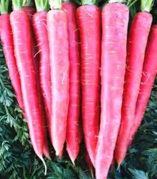 Семена моркови Рубиквин F1, п.е. 100 тыс. семян (Nunhems)