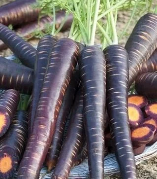 Насіння моркви Пурпл еліт F1, п.о. 100 тис. насінин (Nunhems)