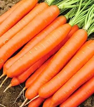 Семена моркови Белградо F1, п.е. 100 тыс. семян (Bejo)