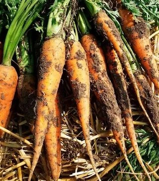 Семена моркови Афалон F1, п.е. 1000 тыс. семян (Moravoseed)