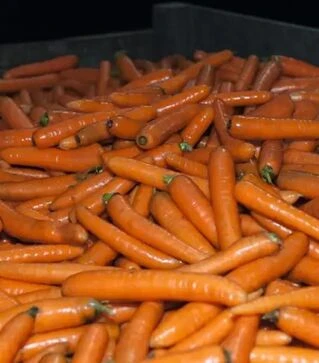 Насіння моркви Бангор F1, п.о. 500 тис. насінин, 1,6-1,8 калібр (Bejo)