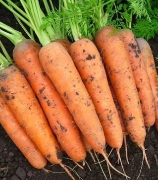 Семена моркови Балтимор F1, п.е. 100 тыс. семян (Bejo)