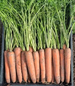 Семена моркови Бермуда F1, п.е. 100 тыс. семян (Bejo)