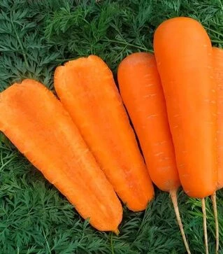 Семена моркови Боливар F1, 500000 (Clause)