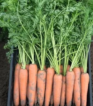 Семена моркови Берлин F1, п.е. 500 тыс. семян (Bejo)