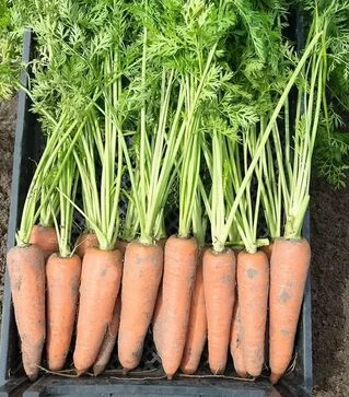 Насіння моркви Канада F1, п.о. 100 тис. насінин, 1,8-2,0 калібр (Bejo)