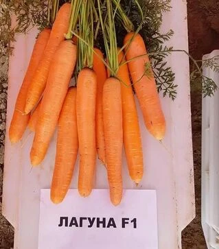 Семена моркови Лагуна F1, п.е. 25 тыс. семян, 1,8-2,0 калибр (Nunhems)
