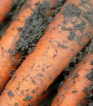 Семена моркови Каротан, 50 г (Rijk Zwaan)