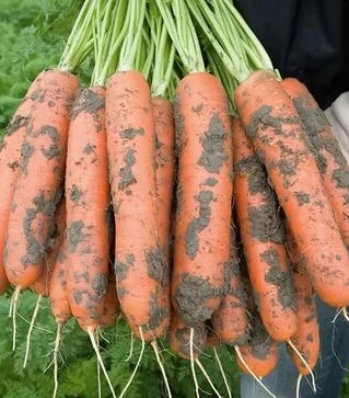 Насіння моркви Нерак F1, п.о. 100 тис. насінин (Bejo)