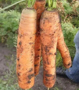 Семена моркови Монанта, 1 кг (Rijk Zwaan)