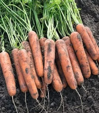 Семена моркови Натуна F1, п.е. 100 тыс. семян (Bejo)