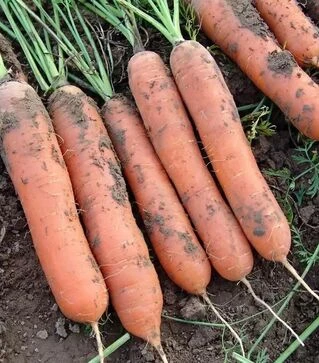 Семена моркови Марион F1, п.е. 50 тыс. семян (Moravoseed)