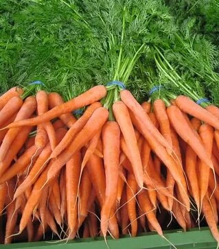 Насіння моркви Наполі F1, п.о. 25 тис. насінин (Bejo)