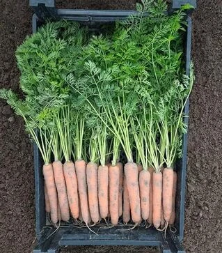 Насіння моркви Наполі F1, п.о. 25 тис. насінин (Bejo)