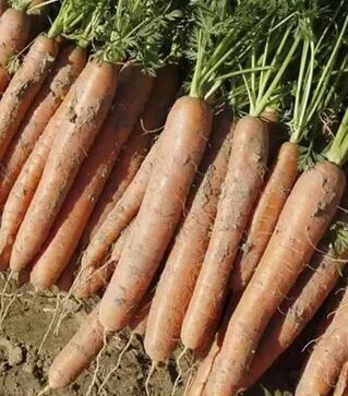 Насіння моркви Нарбонне F1, п.о. 100 тис. насінин (Bejo)