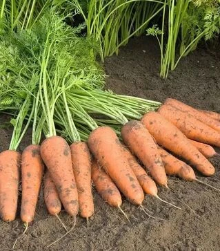 Насіння моркви Купар F1, п.о. 100 тис. насінин, 1,8-2,0 калібр (Bejo)