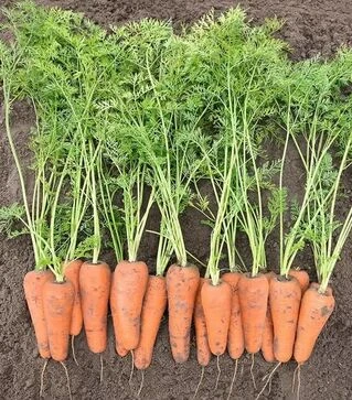Семена моркови Кесена F1, п.е. 100 тыс. семян (Bejo)