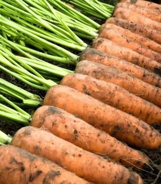 Семена моркови Каскад F1, п.е. 100 тыс. семян, 1,4-1,6 калибр (Bejo)