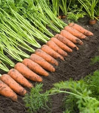 Семена моркови Каскад F1, п.е. 100 тыс. семян, 1,4-1,6 калибр (Bejo)