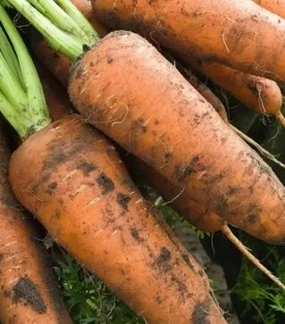 Семена моркови Кордоба F1, п.е. 500 тыс. семян (Bejo)